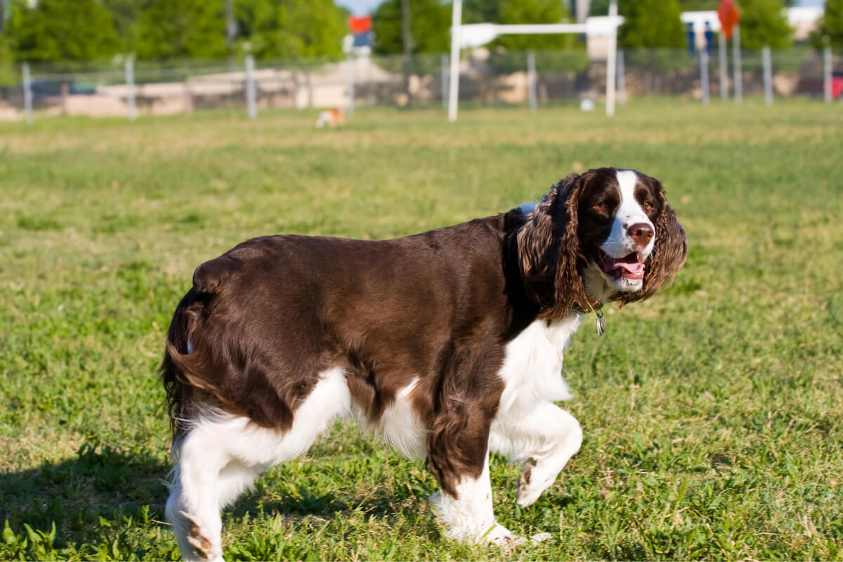 Springer Spaniel Haircuts All Styles Explained Pictures Spaniel Advisor