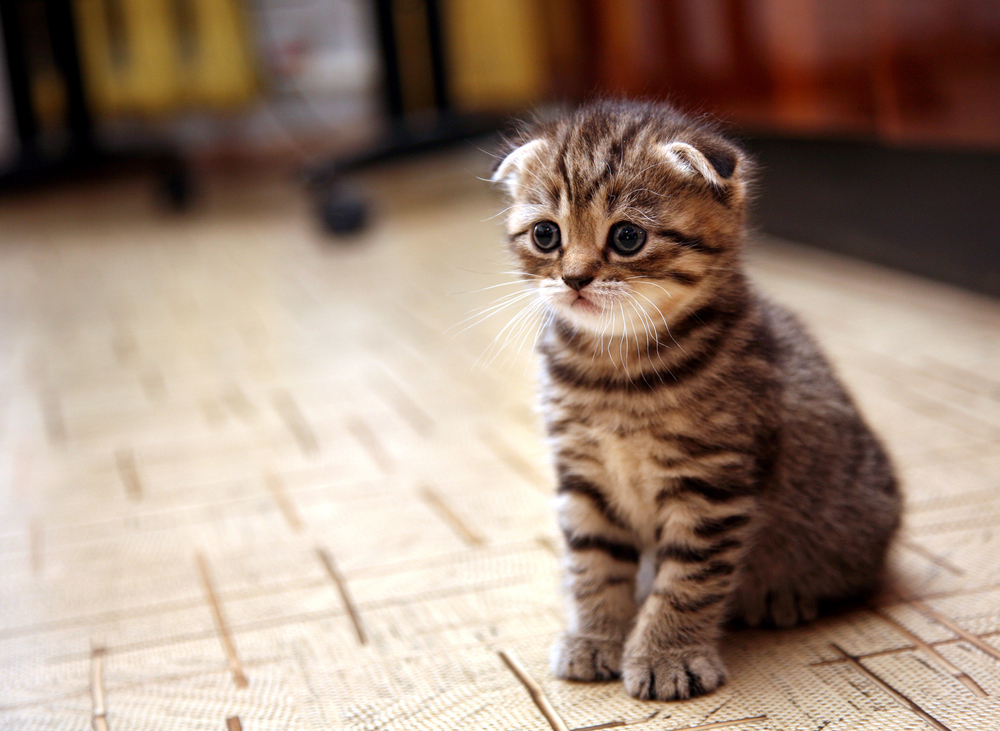 cat sitting