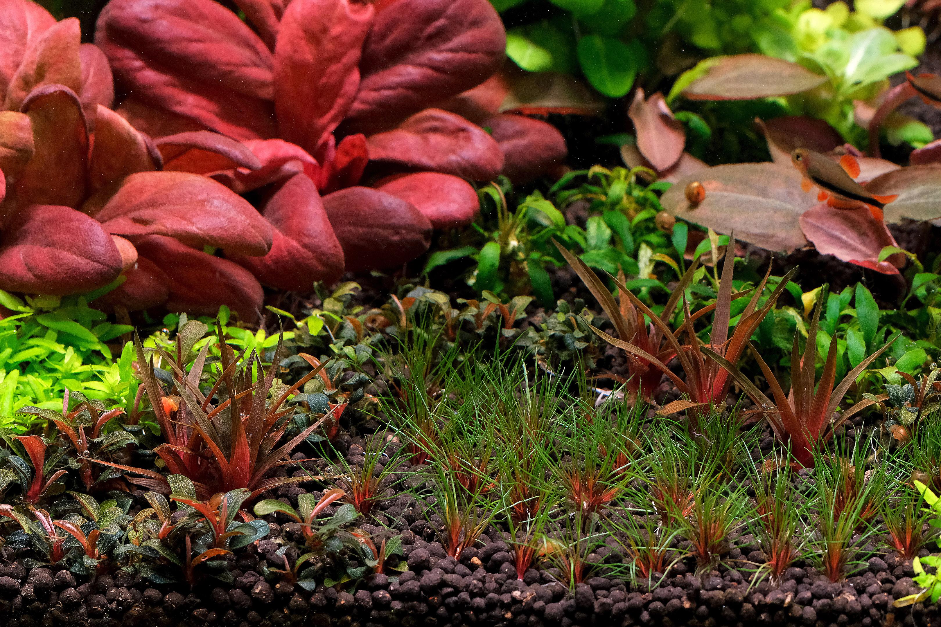 Close up of Blood vomit foreground with Eriocaulon species, Bucephalandra