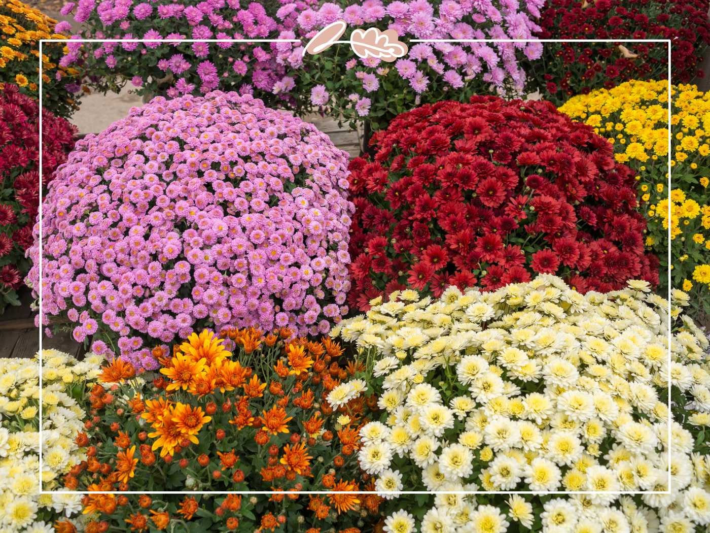 Stunning clusters of chrysanthemums in various colors, including pink, red, orange, yellow, and white, in a garden setting. Fabulous Flowers and Gifts.