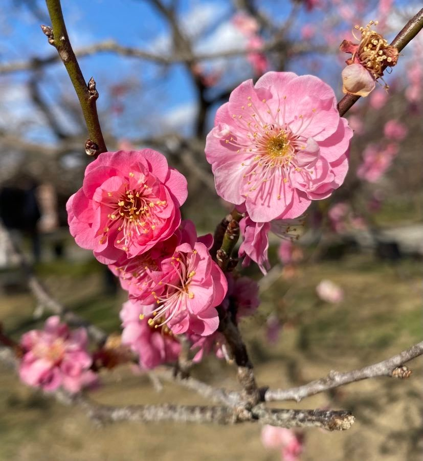 Plum Blossoms in Kairakuen Main Garden