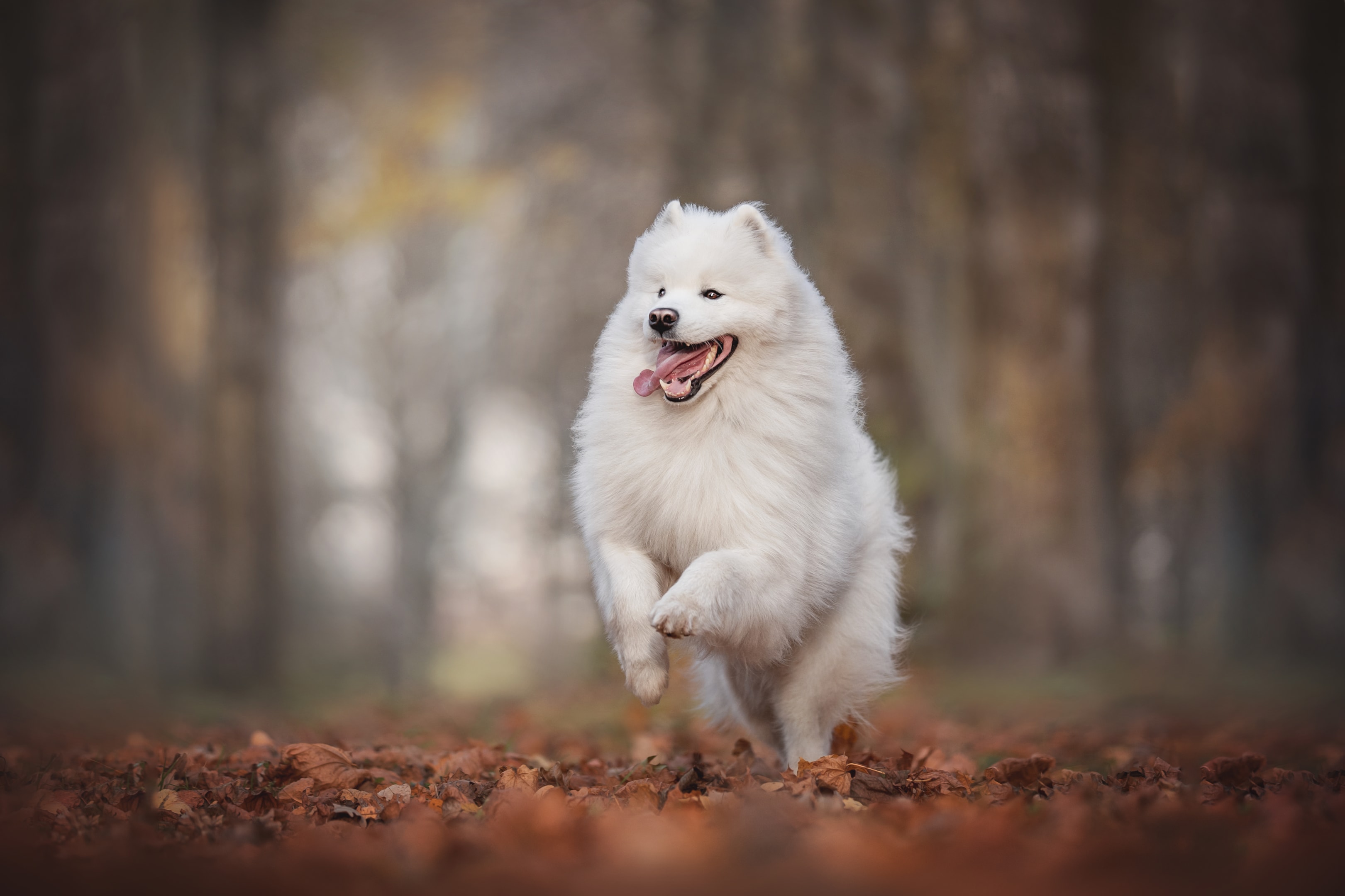 An outgoing Sammie dog playing in a park