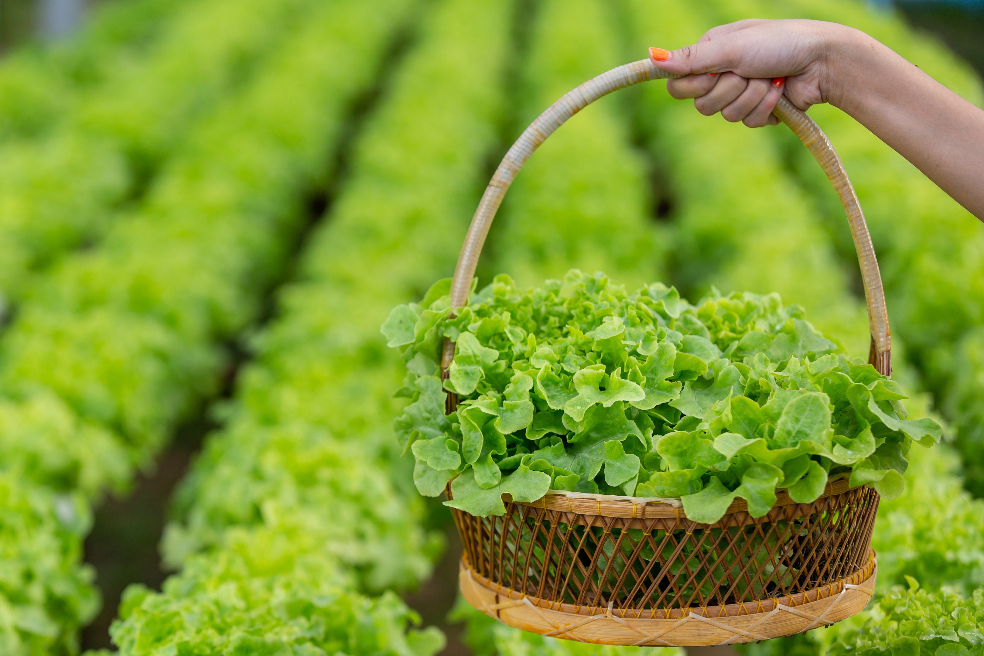 El alto contenido de nitrato y folato de las verduras verdes lo ayudan a mantenerse erecto.