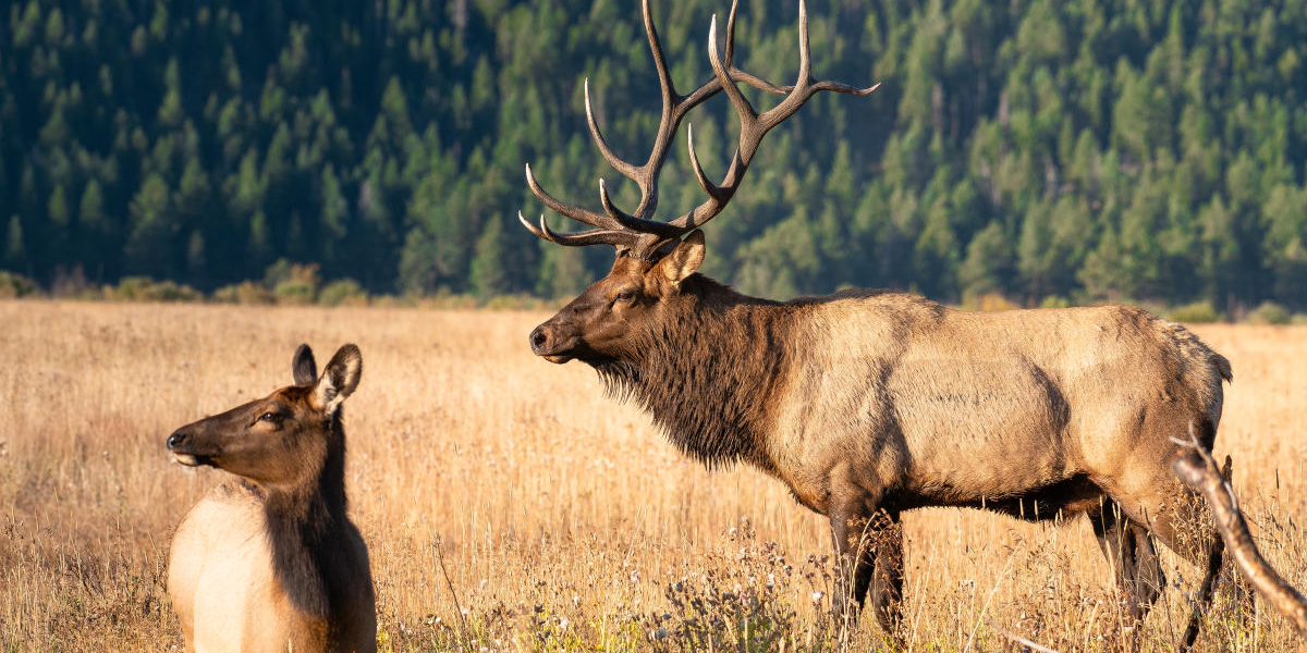 interesting animals in tennessee