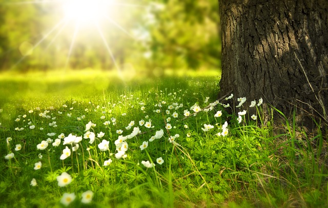 An image of a green meadow with flowers and sunshine.