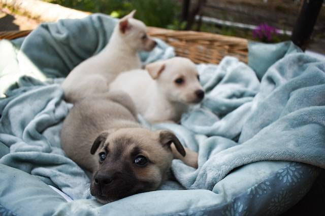 Three Short Coated Puppies Lying On A Blanket