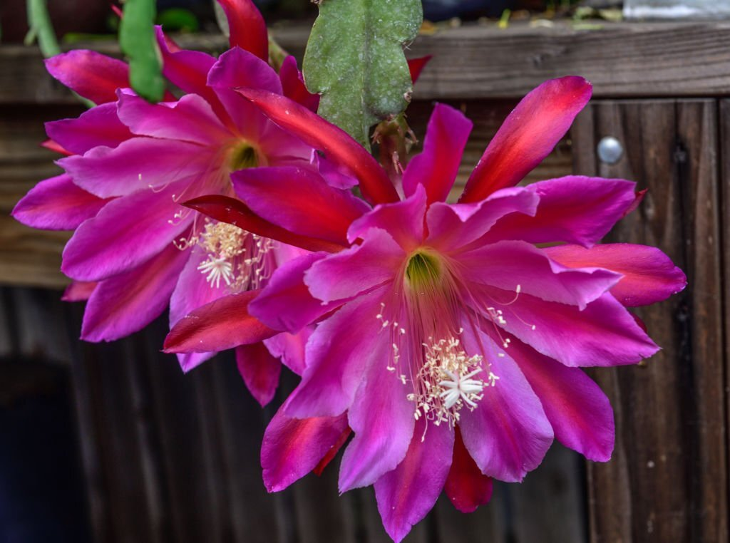 Epiphyllum