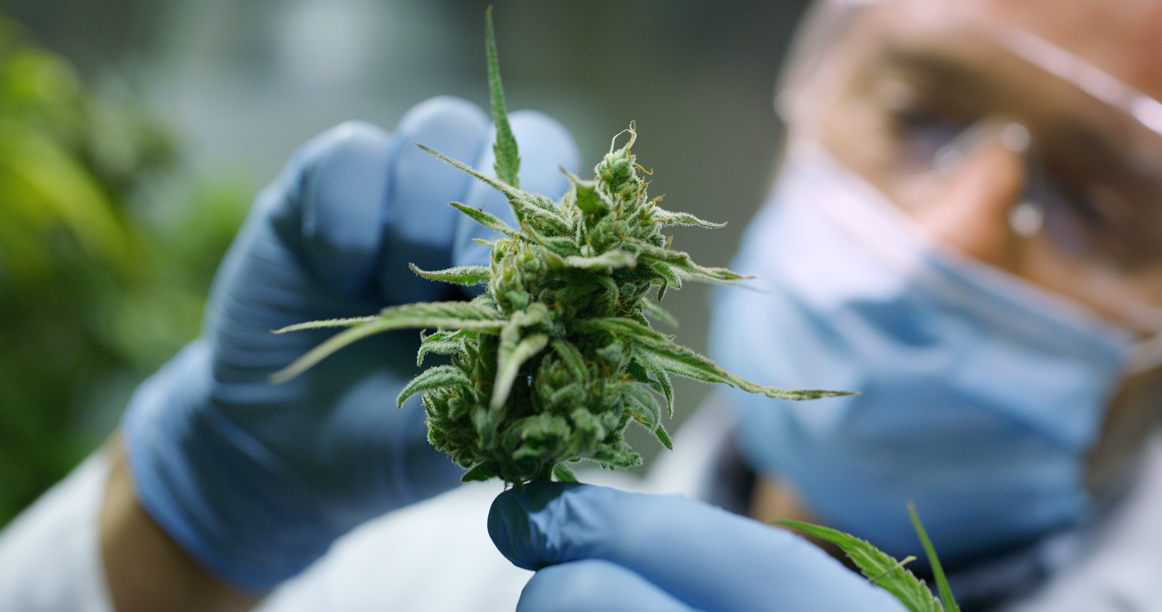 Science behind cannabis and hemp is ever growing. With cannabinoids applications on the rise, it's exciting to see how this might impact careers, patients, students, and anyone interested in the industry.