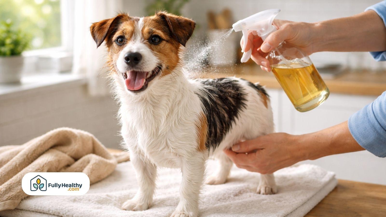 Dog being sprayed with diluted apple cider vinegar during natural grooming routine