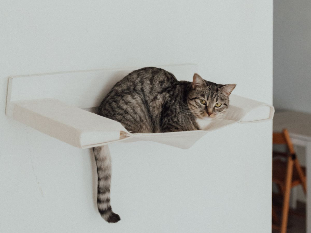 floating cat shelf with cat happy inside