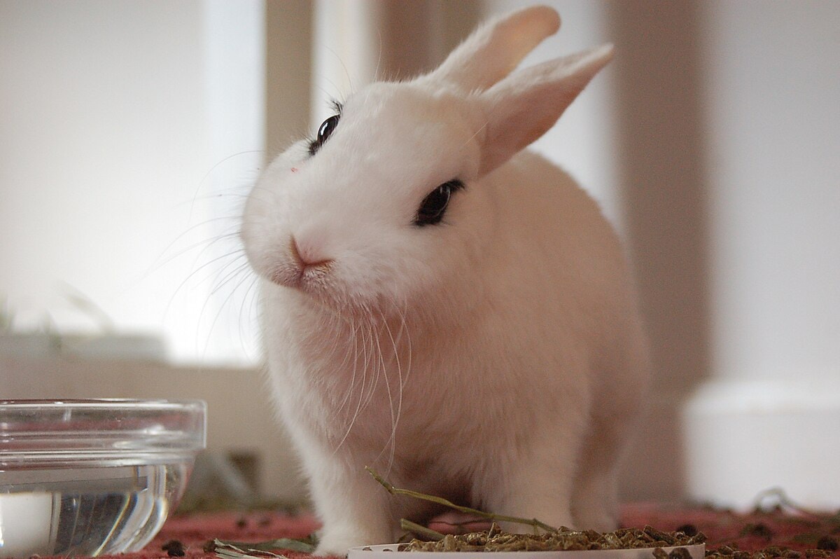 capturing rabbit