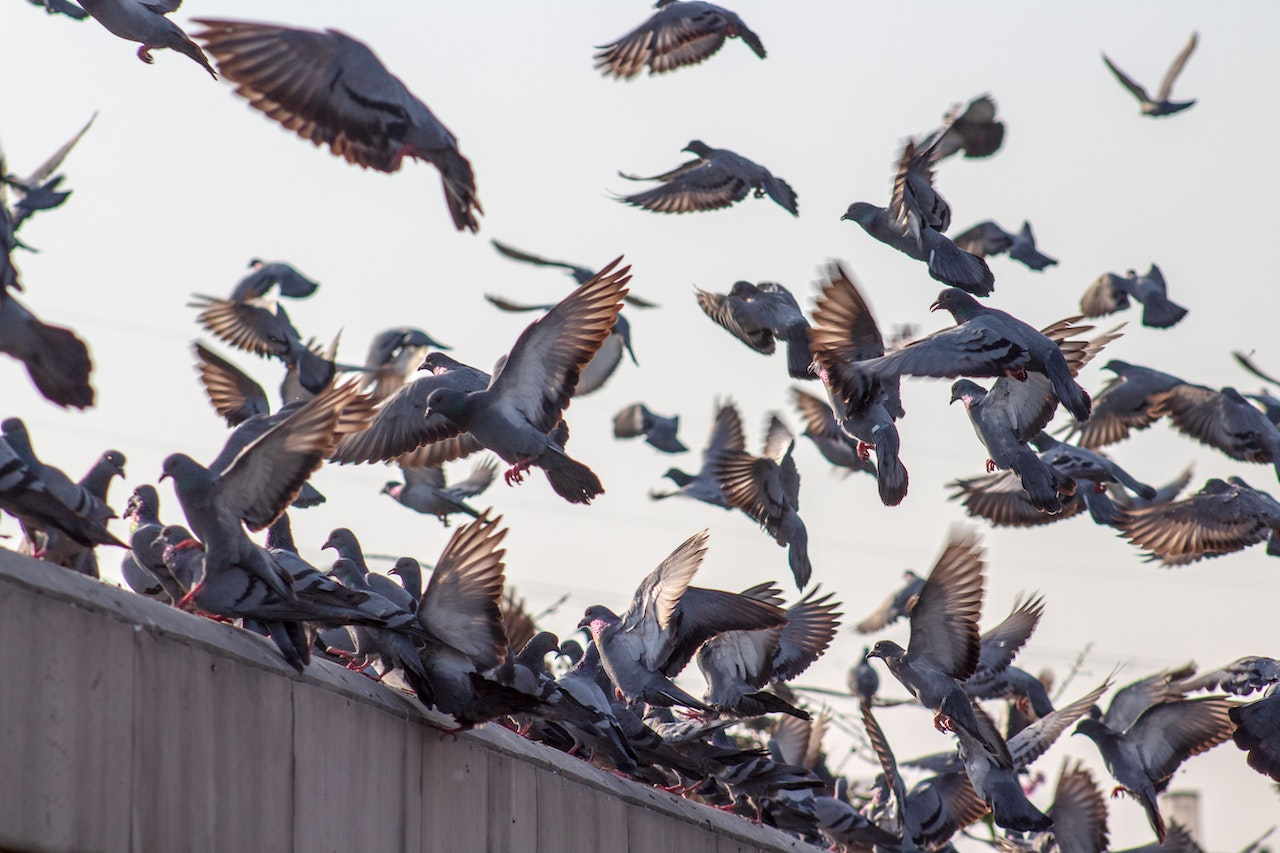 why do pigeons sit on my roof