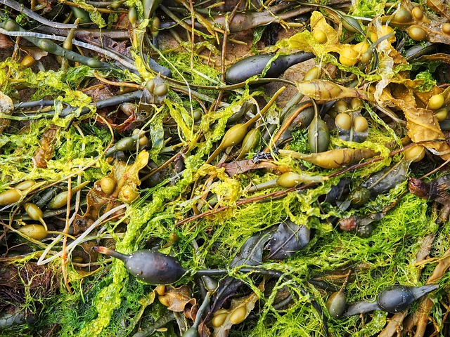 seaweed, sea, nature