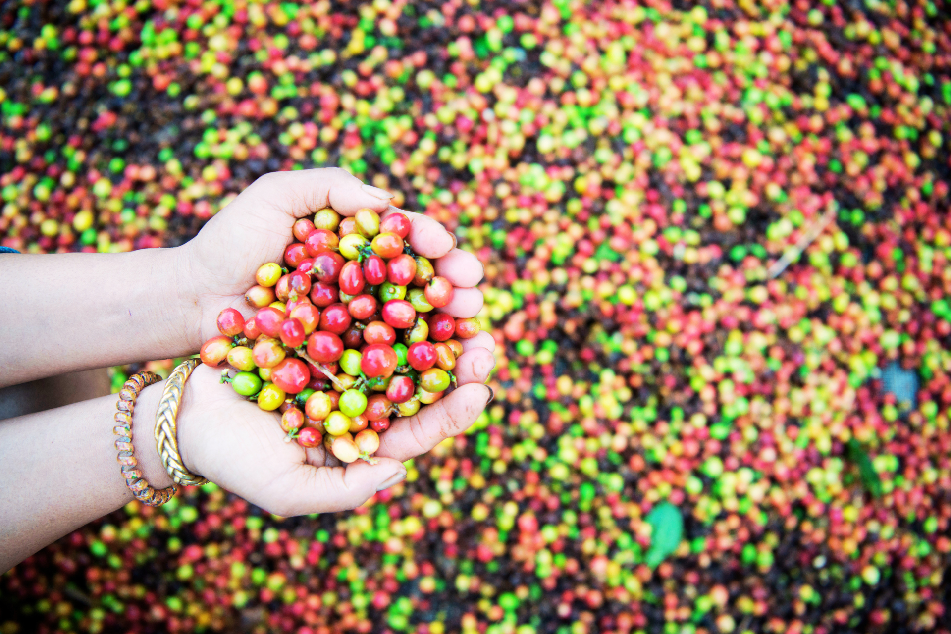 Robusta x Arábica – Diferenças dos tipos de Café mais consumidos no mundo.