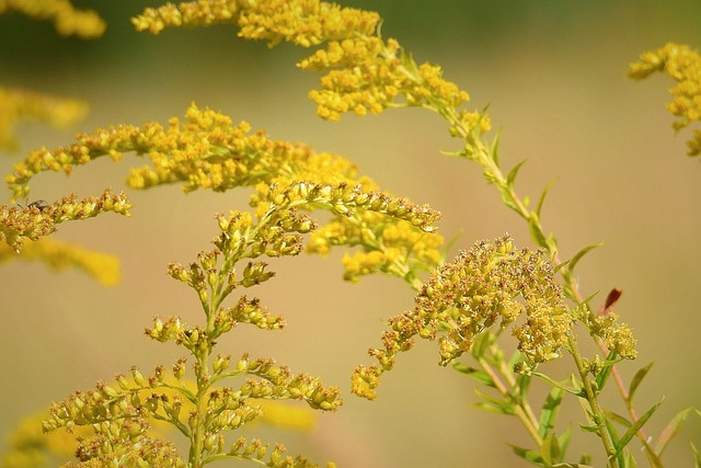 giant goldenrod, yellow flowers, meadow