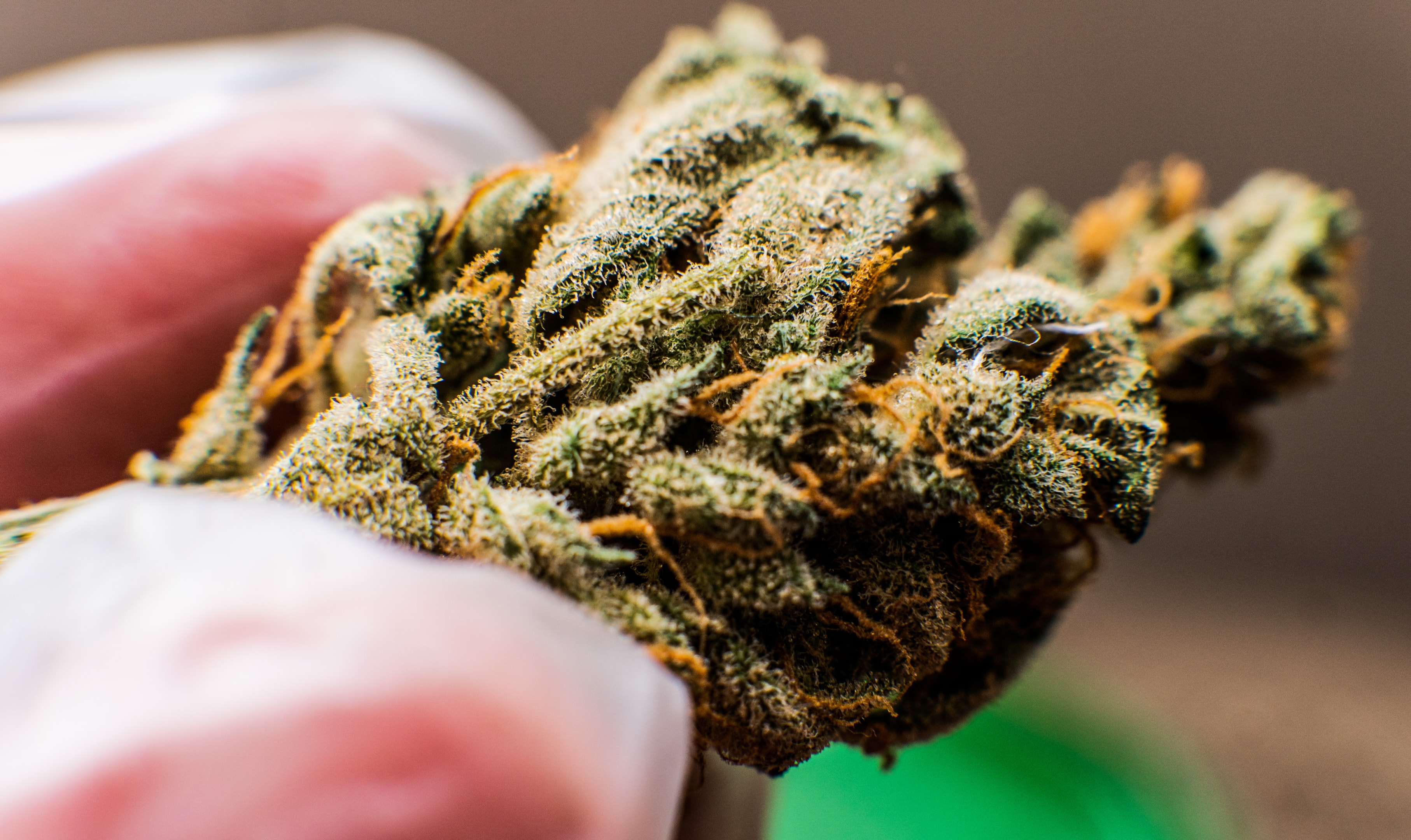 What Are the Five Strongest THCA Flower Hemp Strains?
