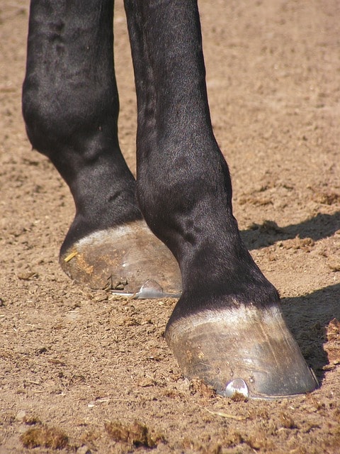 horse, legs, hooves