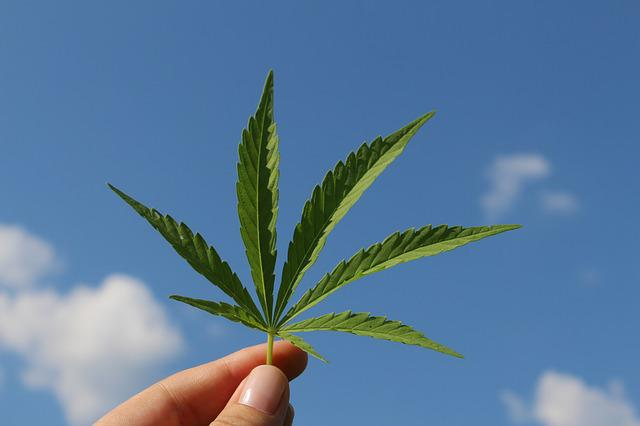 hemp derived cannabinoids, cannabis plant, hemp market