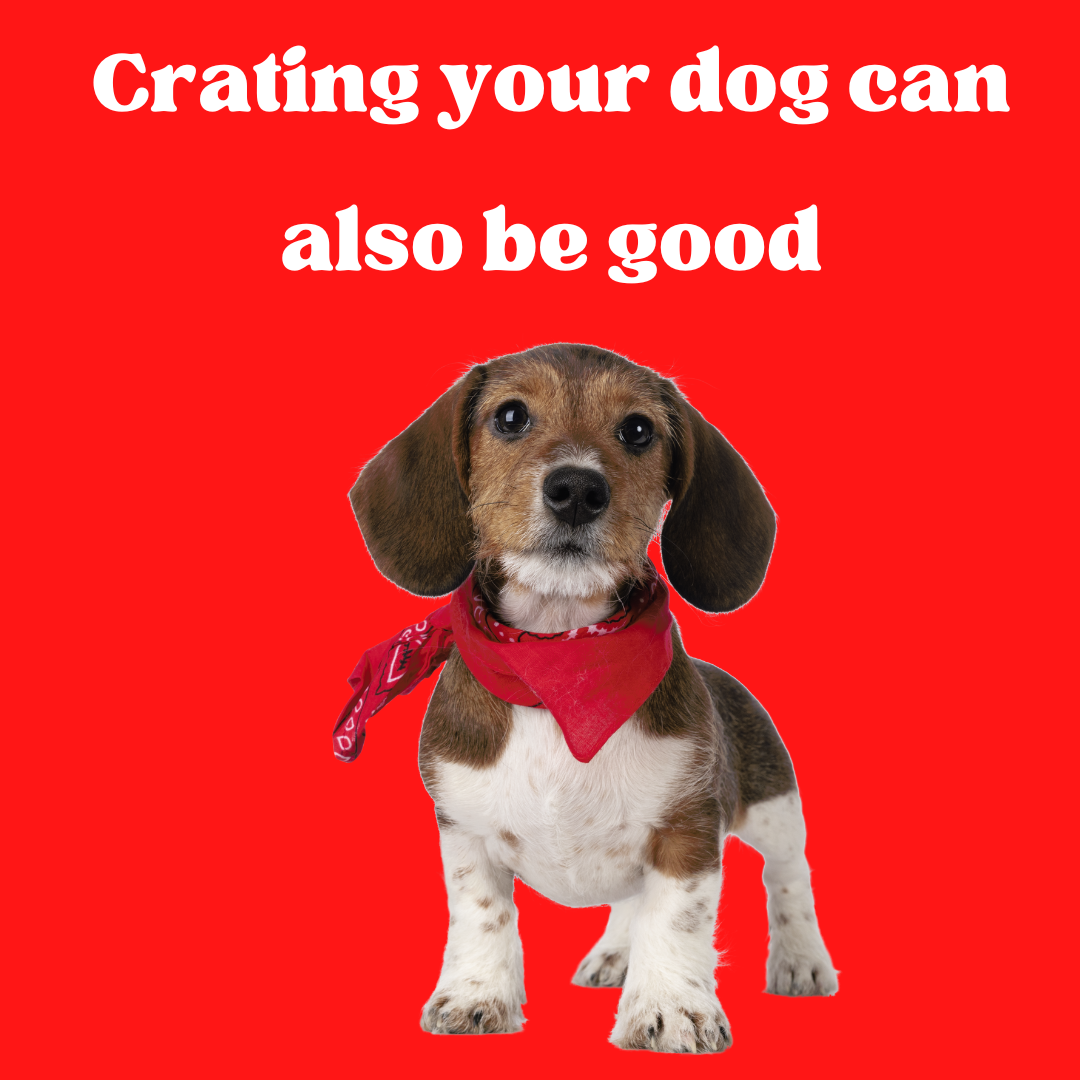 Why "Keeping dog in cage all day" is a terrible idea DailyBark