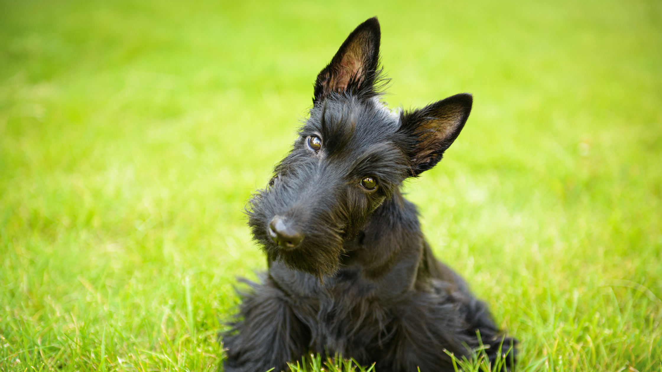 A confused looking Scottish Terrier