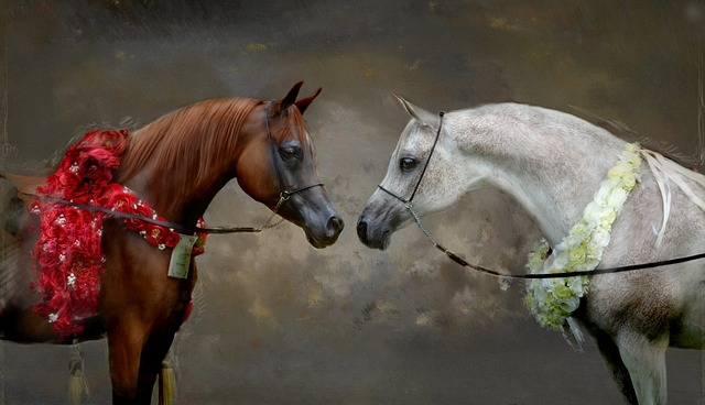 champions, arabian horse, arabian horses digital art
