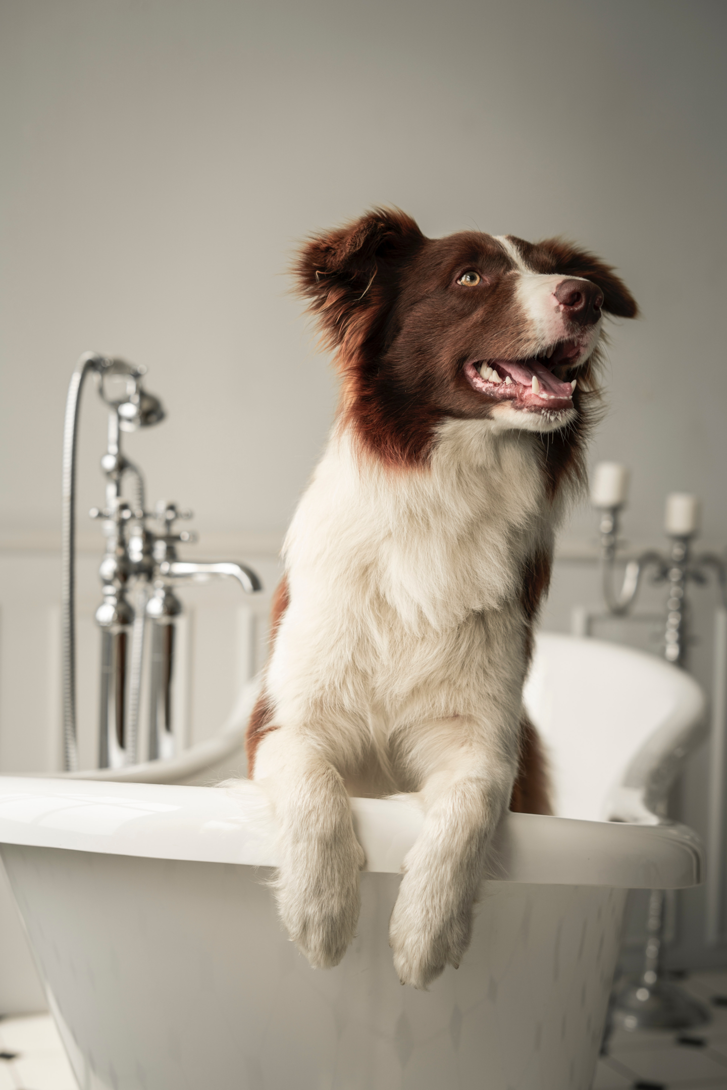 collie dog in bath