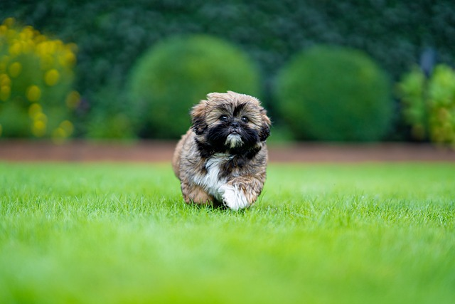 shih tzus, dog, puppy, small dog, rough play, stubborn streak