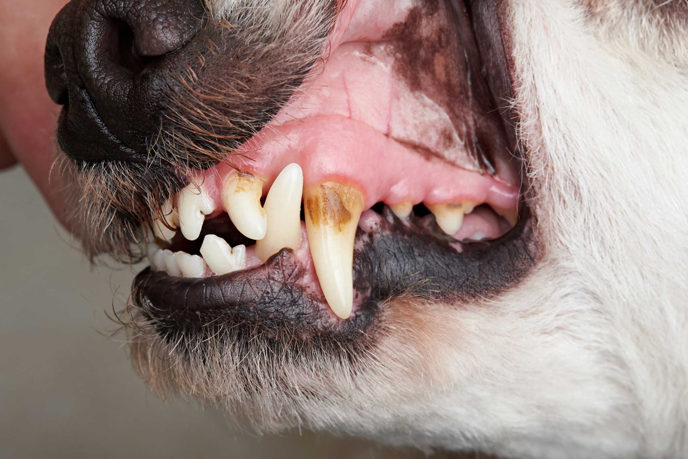 Symptoms Of Canine Dental Disease Dog With Tartar Build Up On Teeth