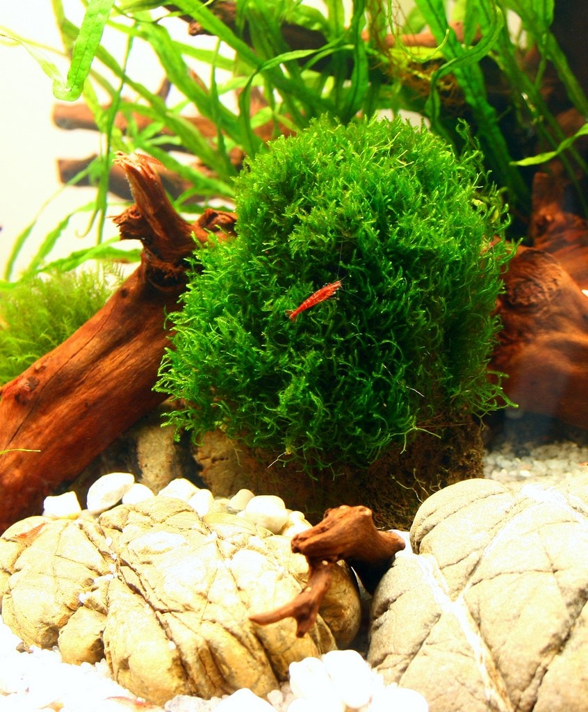 Java moss is a hardy plant perfect for low maintenance aquarium