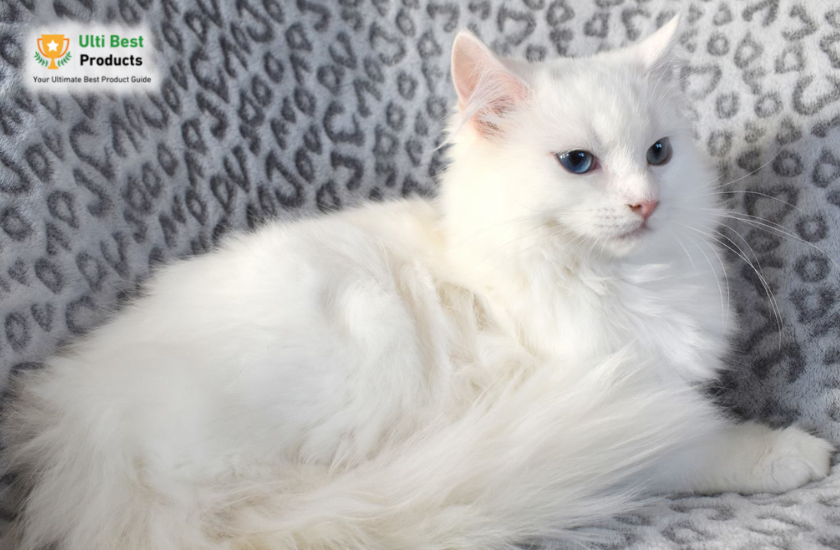 Ragdoll Image Credit: Facebook in a post about 26 of The Best White Cat Breeds