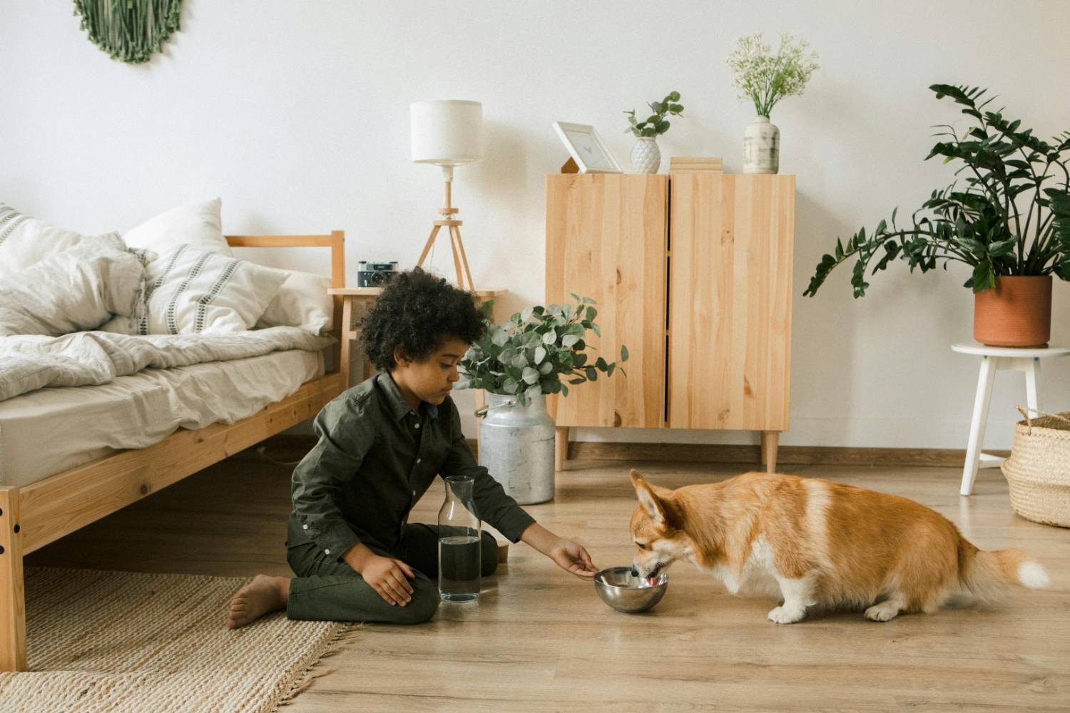 A young boy feeds a Corgi in a cozy bedroom, making one wonder what to do for itchy dog after grooming