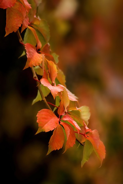 foliage, plant, autumn