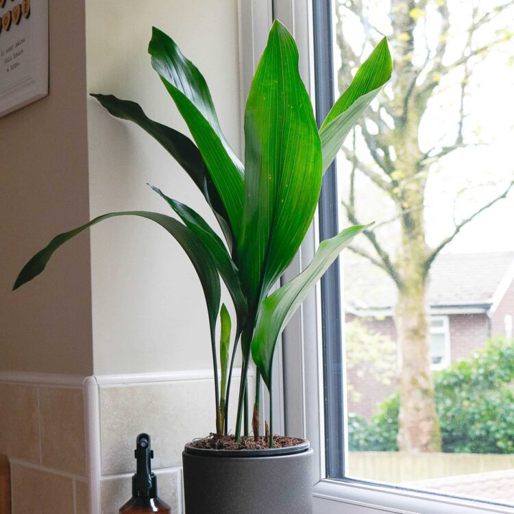 Cast-Iron Plant (Aspidistra Elatior)