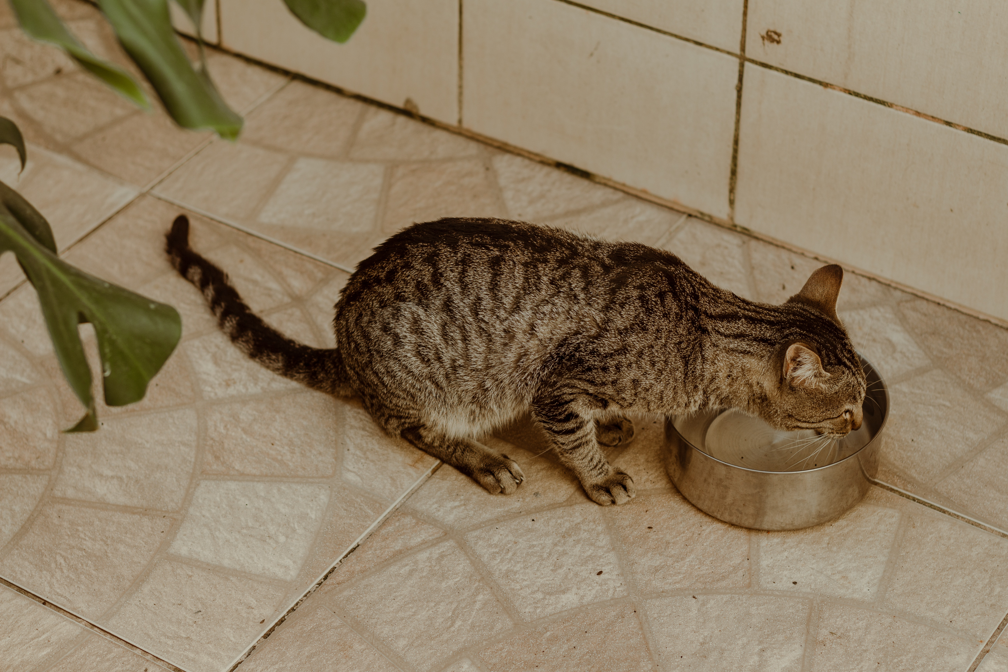 Source: https://www.pexels.com/photo/brown-tabby-cat-drinking-water-from-stainless-steel-bowl-11577768/