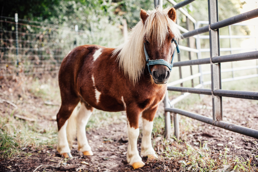 Brown miniature horse with white spots standing next to a fence 