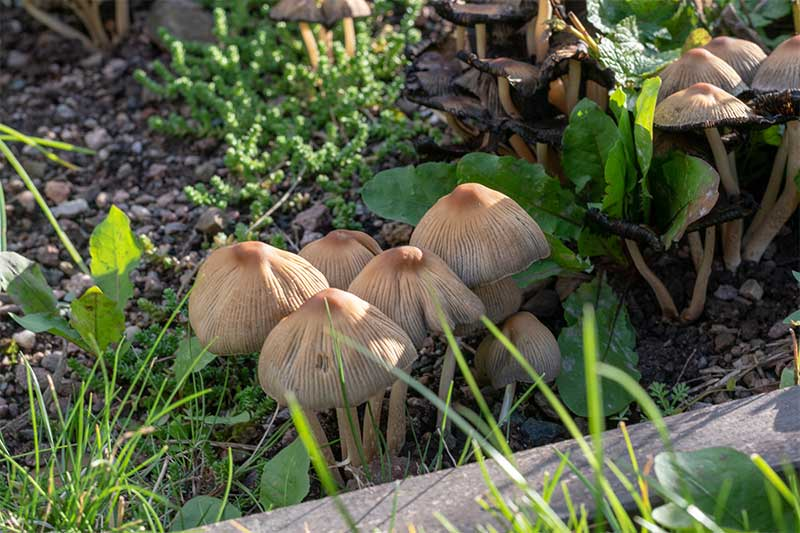 Harvesting magic mushrooms