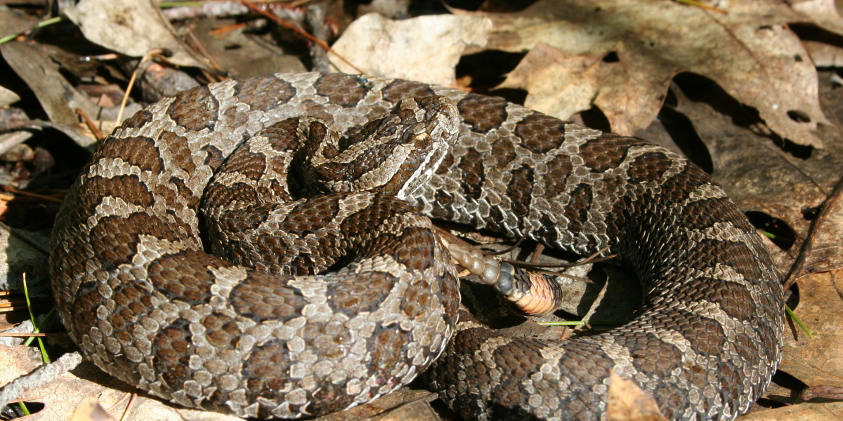 rattlesnake, dangerous animals