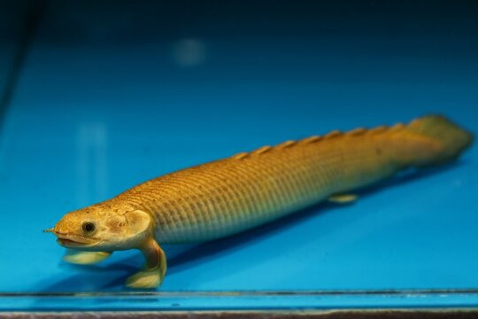 Dinosaur 2024 bichir care