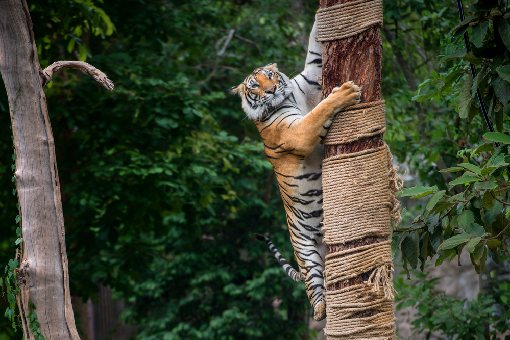 tiger climbing jute rope on tree