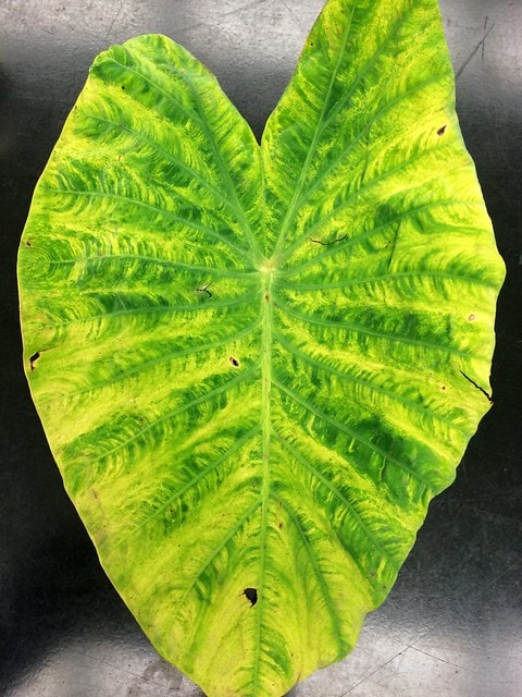 Chlorosis