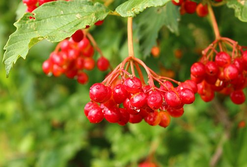 Viburnum opulus preferuje gleby żyzne, A wywar powinien być z owoców rozwodniony ze względy na gorzki smak Viburnum opulus preferuje gleby żyzne, A wywar powinien być z owoców rozwodniony ze względy na gorzki smak