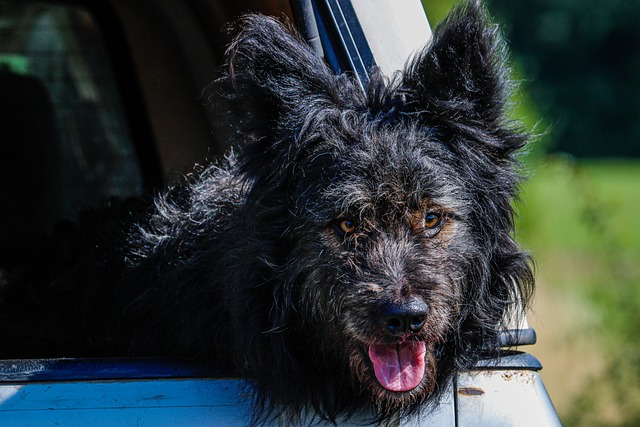 mudi, dog, nature
