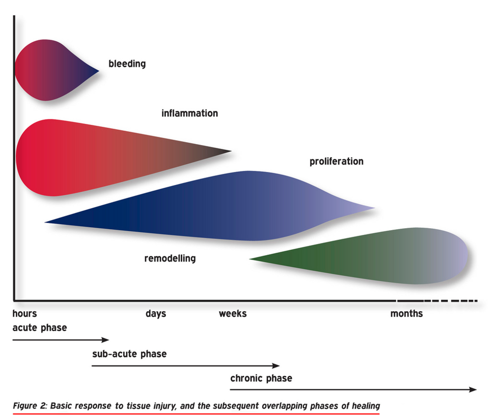 Depiction of the phases of healing of tissues, the phases all overlap each other and are not distinct from each other. The phases involve the bleeding, inflammatory, proliferation, and remodelling phases.