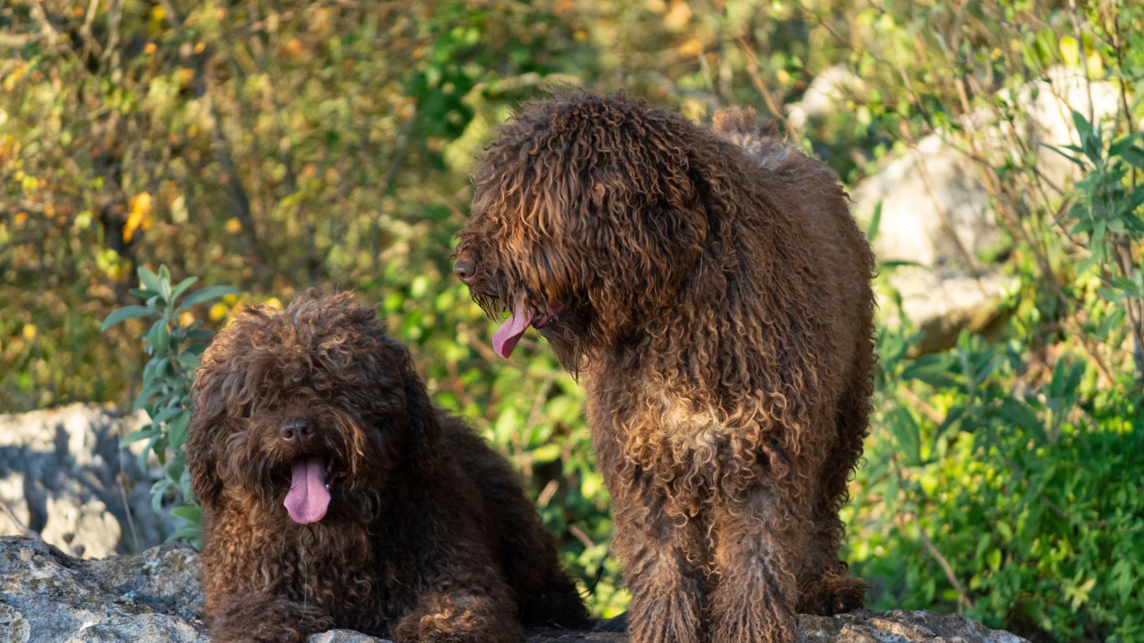 Two Shagging Spanish Water Dogs walking outside