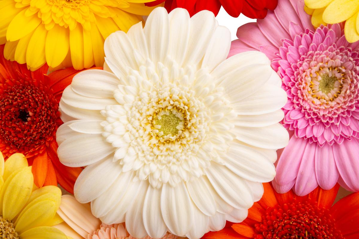 Gerbera daisy flower production such as transvaal daisies from Fabulous Flowers