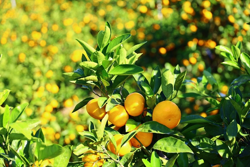 Wakayama prefecture Mikan 