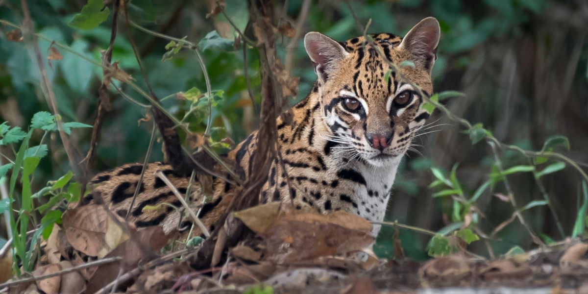 interesting animals in guatemala