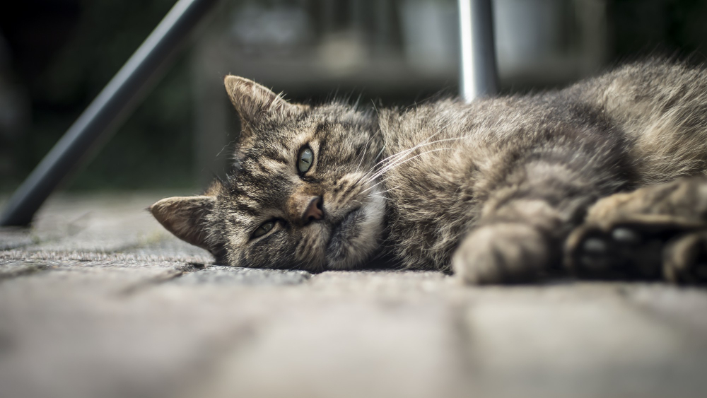 <a href="https://www.freepik.com/free-photo/closeup-cute-domestic-cat-lying-wooden-porch-with-blurry-background_10176304.htm?query=cat%20itching#from_view=detail_alsolike">Image by wirestock</a> on Freepik