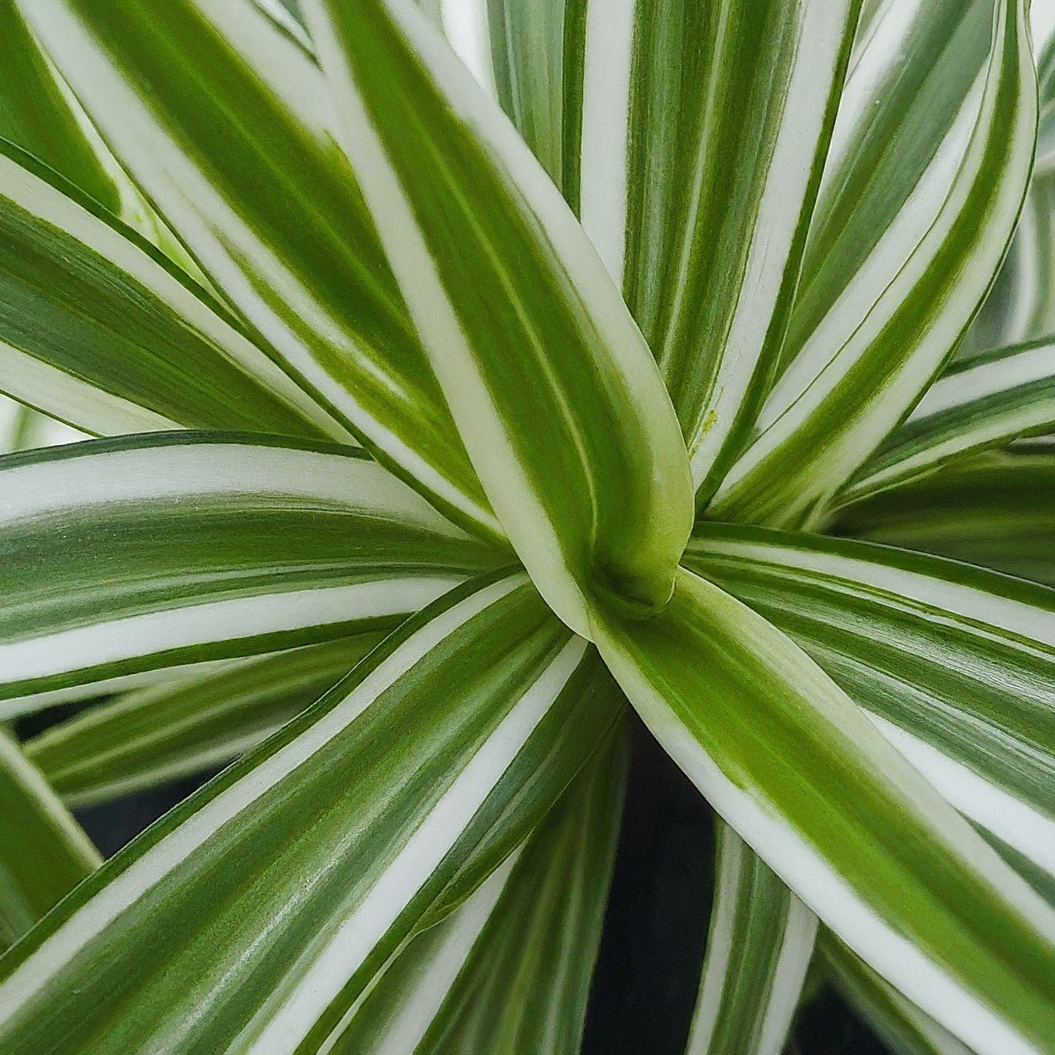 Interesting Spider Plant Facts