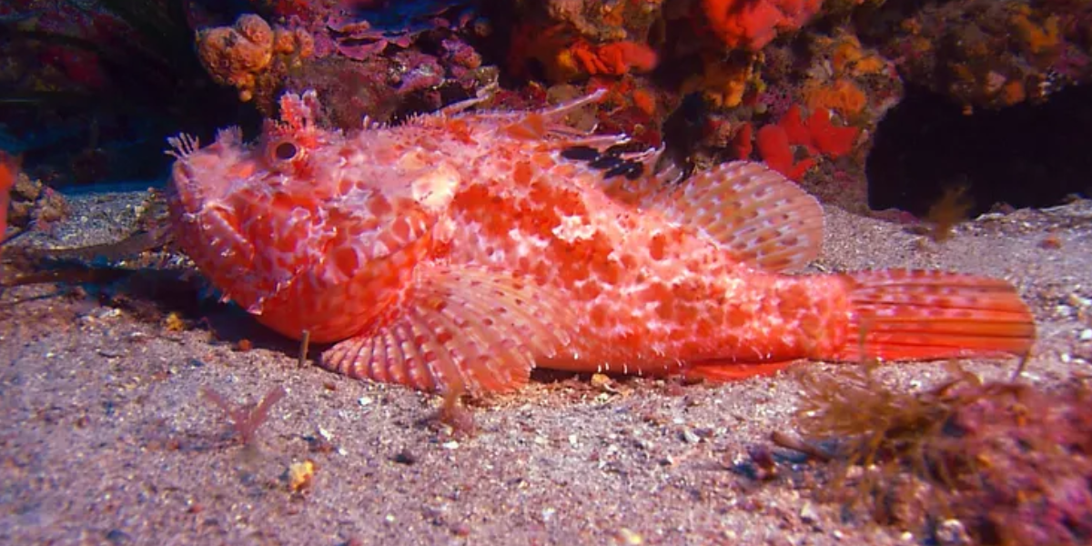 scorpionfish, most dangerous animals